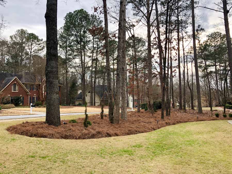 Front yard landscaped with pine straw