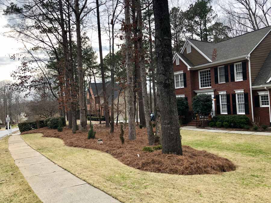 Front yard with pine straw landscape