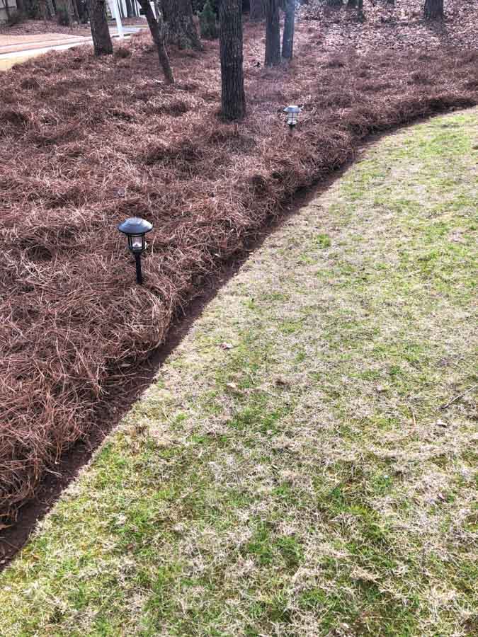 Curled edge of pine straw landscape