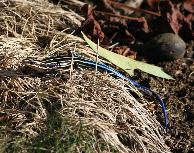 Blue tailed skink, common in Georgia