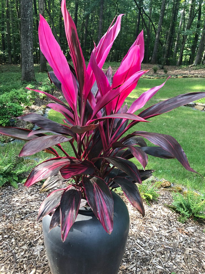 Cordyline in Planter