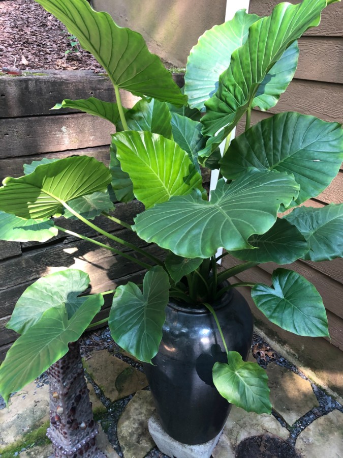 Elephant Ear in Planter