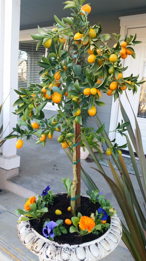 Kumquat Tree With Pansies