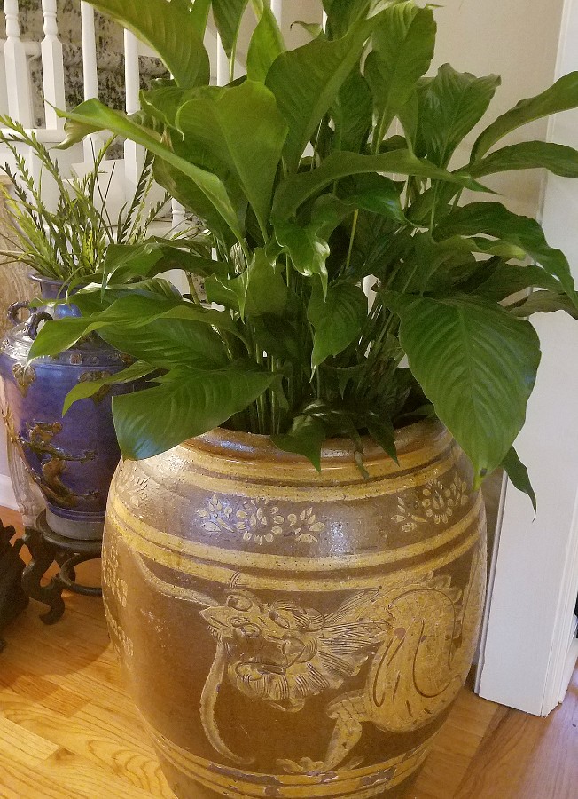 Real Plant Next to a Faux Plant
