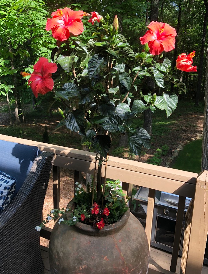 Begonia planted with hibiscus